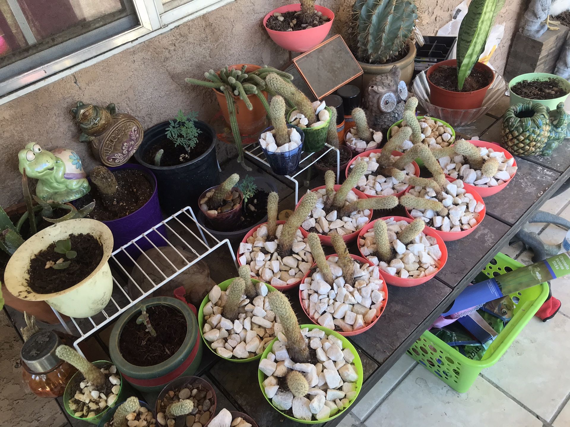 Aloe Vera and cactus plants