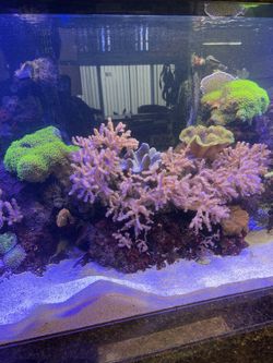 Kenya Trees & Green Star Aquarium Decoration