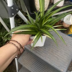 Spider Plant $4