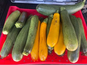 Organic zucchini
