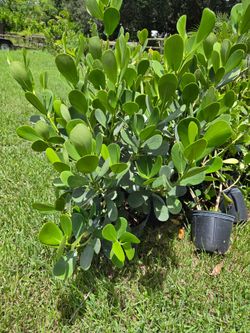 clusias podocarpus    instant privacy  Hedge  for fences  minimum  qty 30+