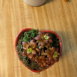 Succulent Plant
