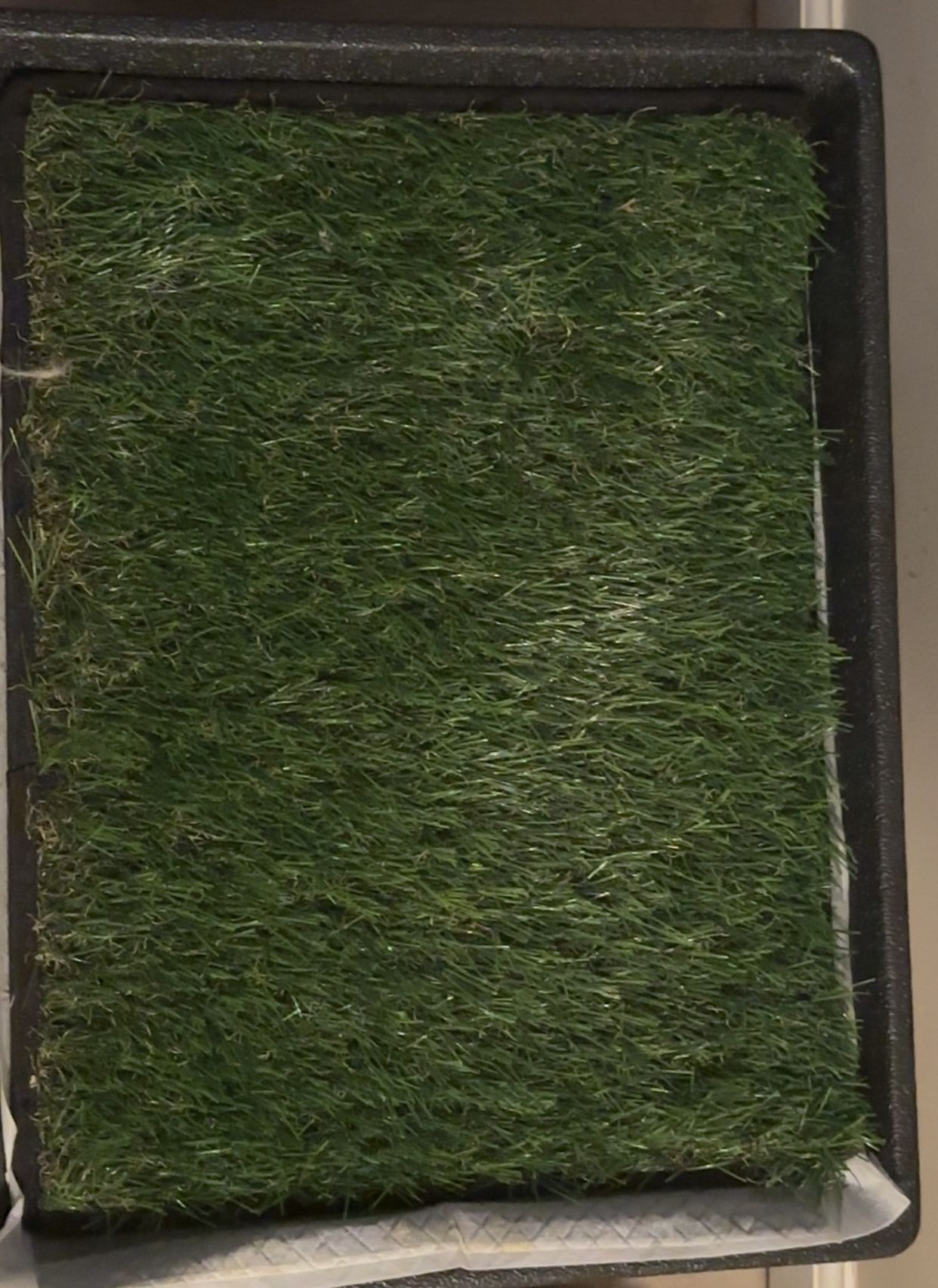Pee Training Grass For Dogs