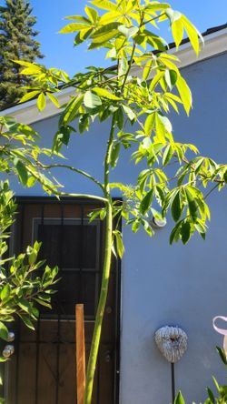 Silk Floss Tree