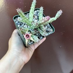 4” stapelia procumbens