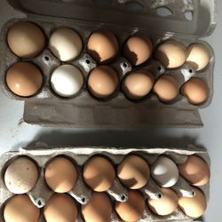 Fresh Farm Eggs 