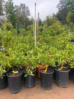 5 Gallon Size- Fruiting Age- Citrus Trees