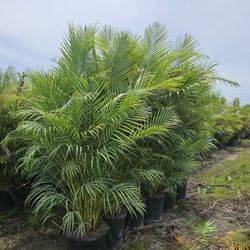 Arecas Tall Instant Privacy Hedge For Fence