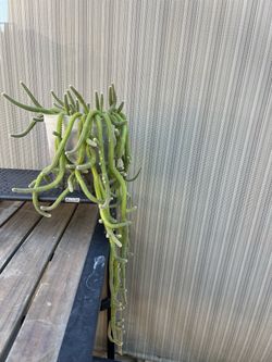 Rattail Cactus