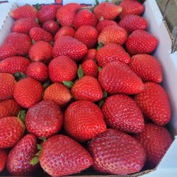 Fresas Frescas Resien Cartadas
