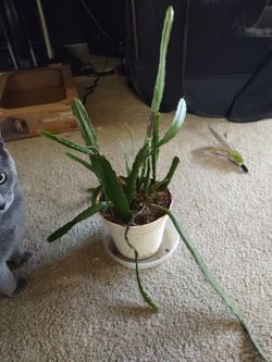 Orchid Cactus (Epiphyllum Hybrids)