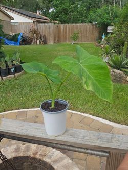 Plant
