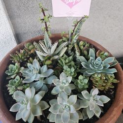 Large Beautiful Succulent arrangements For All Occasions 