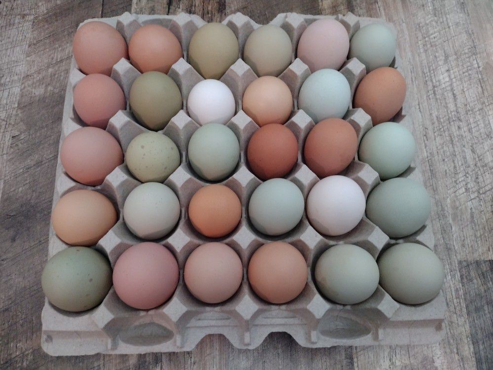 Farm Fresh Eggs/Barnyard Mix Fertile Hatching Eggs (Dual Purpose)