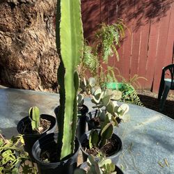 Cactus