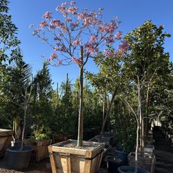 Tabebuia Pink Trumpet Tree , Shade  Tree 36” box 