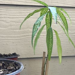 Yellow Nectarine 🍑 