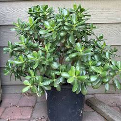 Beautiful Jade Succulent