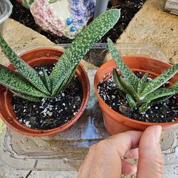 Gasteria Plant, Ox Tongue, 4" Pot