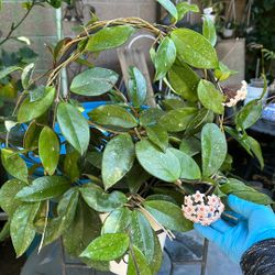 Hoya carnosa, in bloom with more buds. See Description