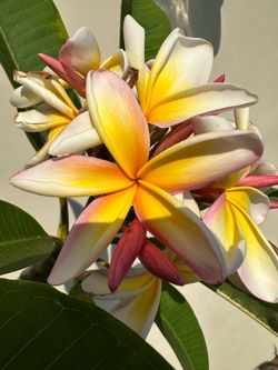 Blooming Plumeria Plant K6
