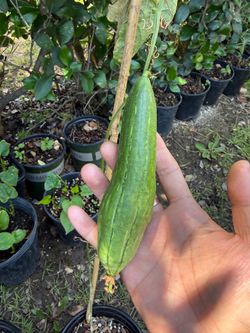 长丝瓜苗 long luffa plants ! With flowers and fruit