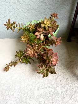 Graptosedum  bronze  plant