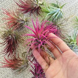 Colored Tillandsia Air Plants 