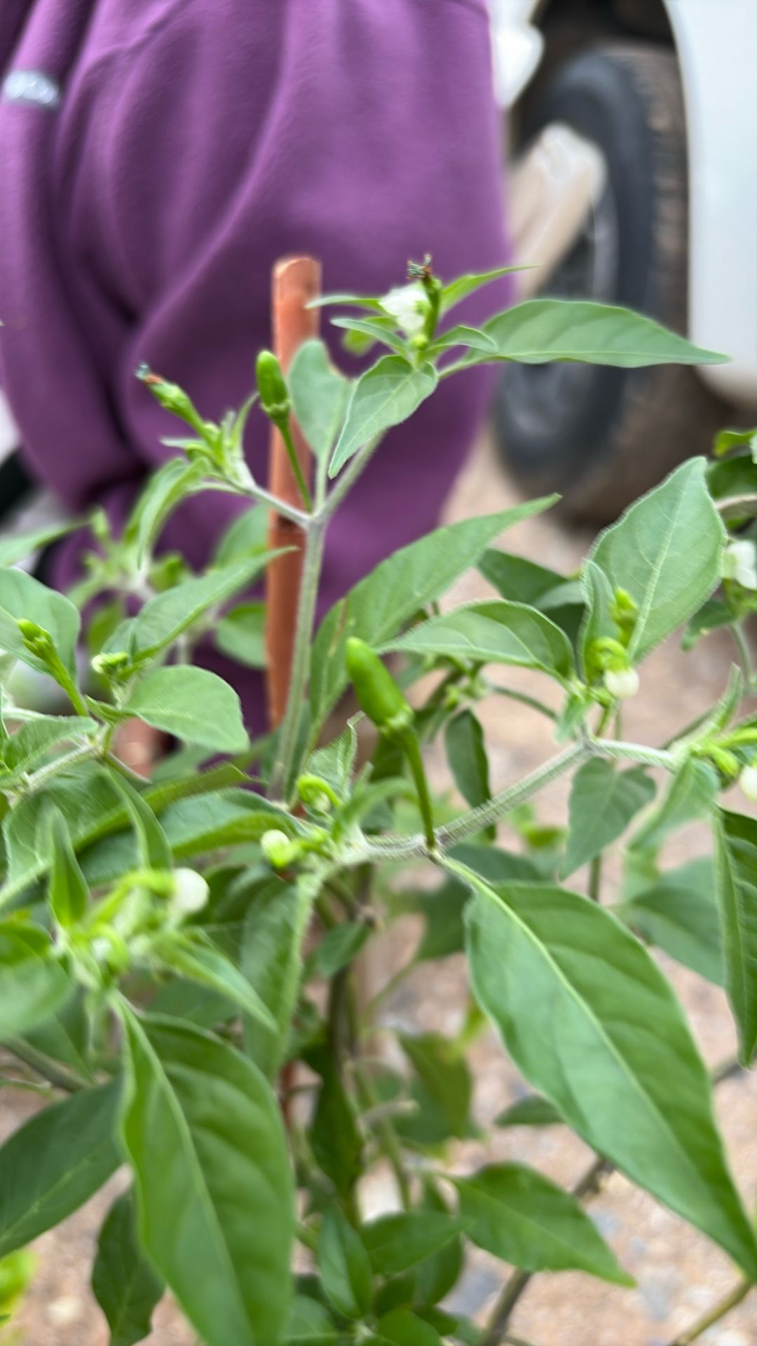 Chile De Pajaro 