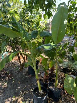 Healthy bananas tree