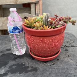 Succulent Mix Planter  