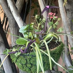 Hanging Plant