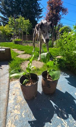 Horseradish Plants for Sale – Add Some Zing to Your Garden!
