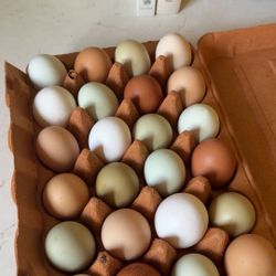 pasture raised chicken eggs