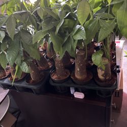 Money Tree En Un Tronco Grueso