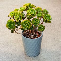 Succulents plants 🪴 