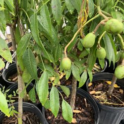 June Plum Tree (Spondias dulcis) ready with fruit 1.5”in tall grafted in 1 gallon pot