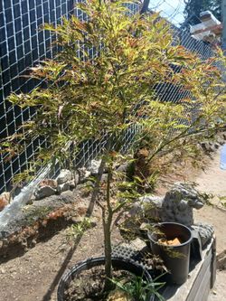 Japanese Maple.   ( Manyo Ne Sato)