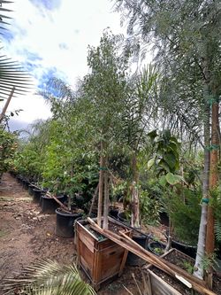 Bottle tree 24”box (evergreen shade tree )