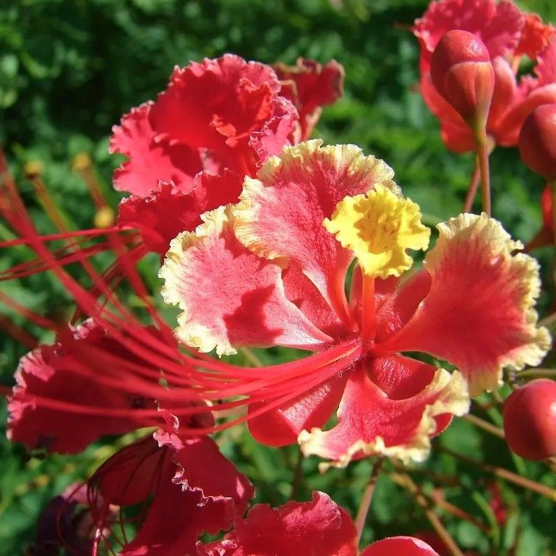 LIVE PLANT 3ft Caesalpinia pulcherrima - Red Bird of Paradise- Dwarf Poinciana