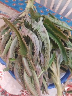 Hojas de calanchoe