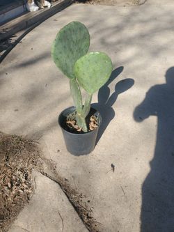 Nopal Del Desierto 