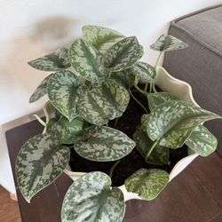 Satin Pothos Plant