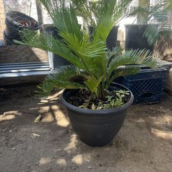 Palm Trees 