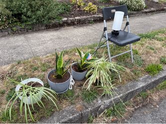 Free Plants, Lamp, & chair