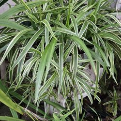 Spider Plant Big Pot 