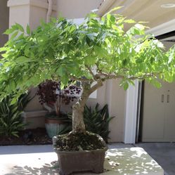25 year old Purple Wisteria Bonsai
