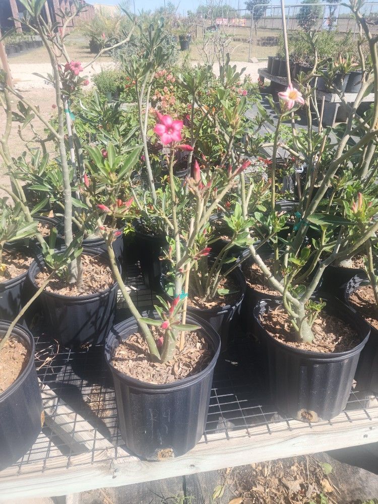Rosas Del Desierto 3gallones 
