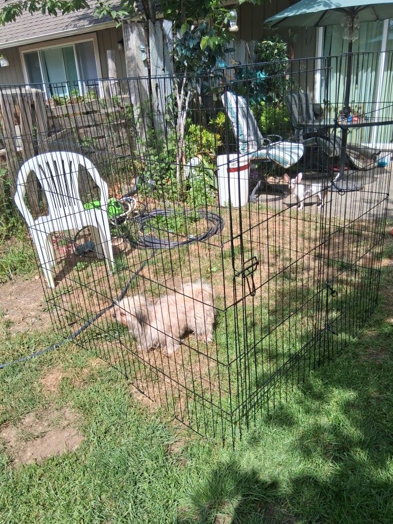 This is like a plate pin for the backyard for a dog
