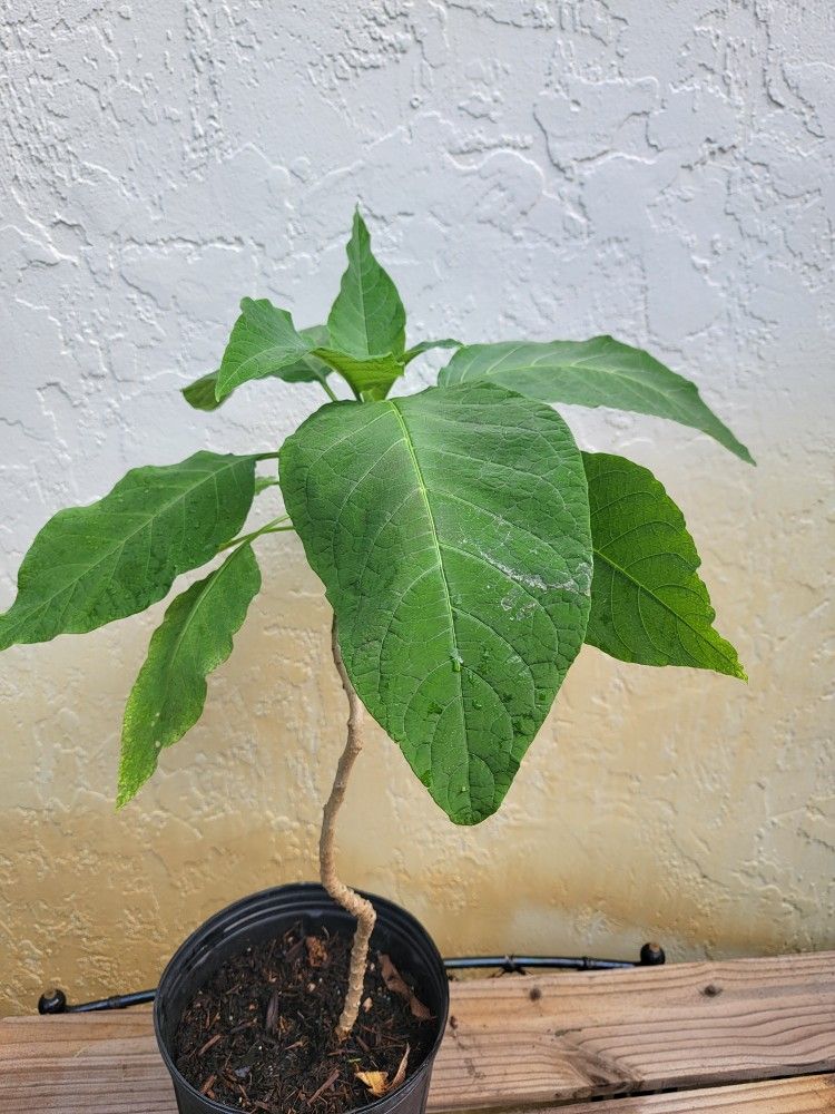 Angel Trumpet Plant